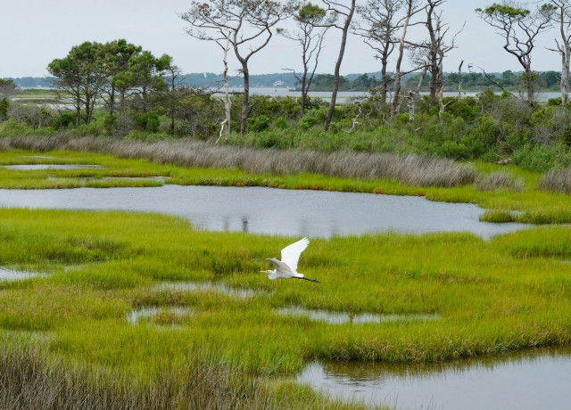 Crane flying over green meadows and water