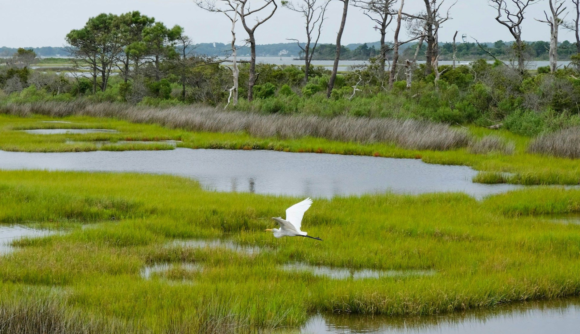 Crane flying over green meadows and water