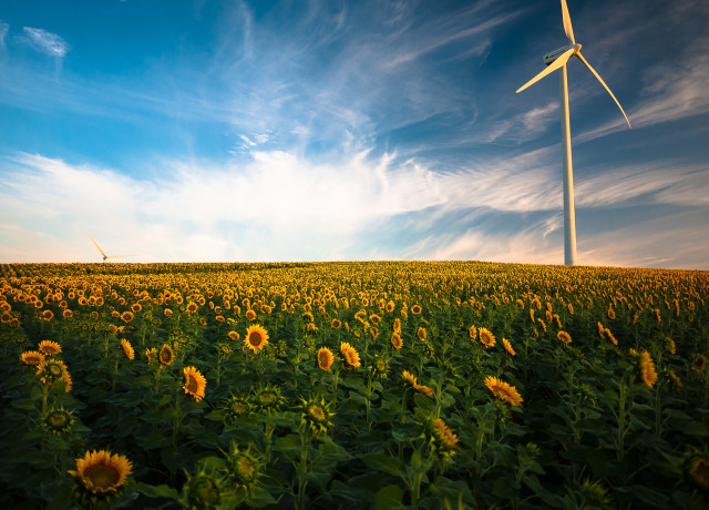 A wind turbine in a field of sunflowers