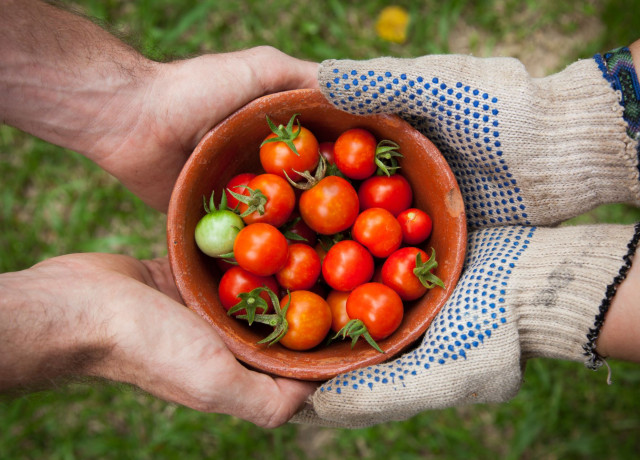 Two people hold a basket full of freshly harvested tomatoes