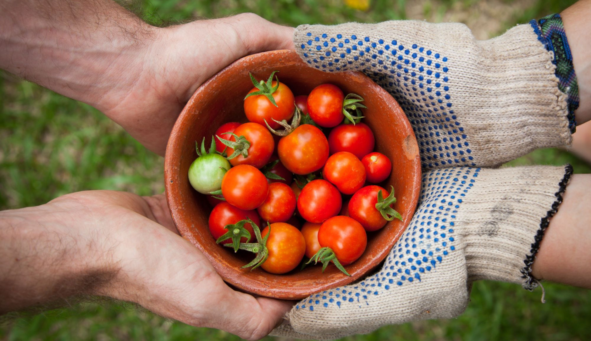 Two people hold a basket full of freshly harvested tomatoes