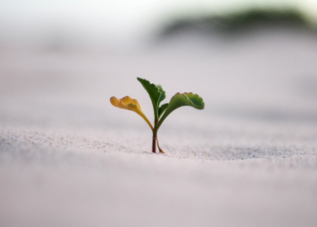 A small plant growing in the sand.