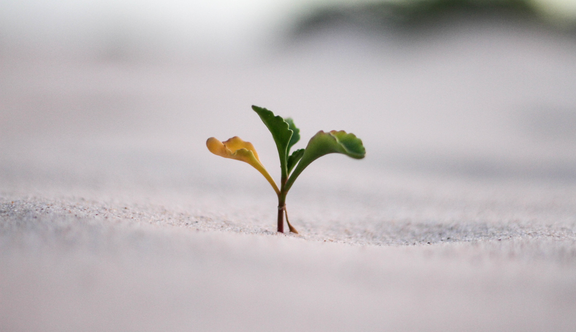 A small plant growing in the sand.