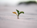 A small plant growing in the sand.