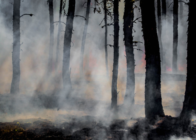 A forest that has been burnt by wildfires