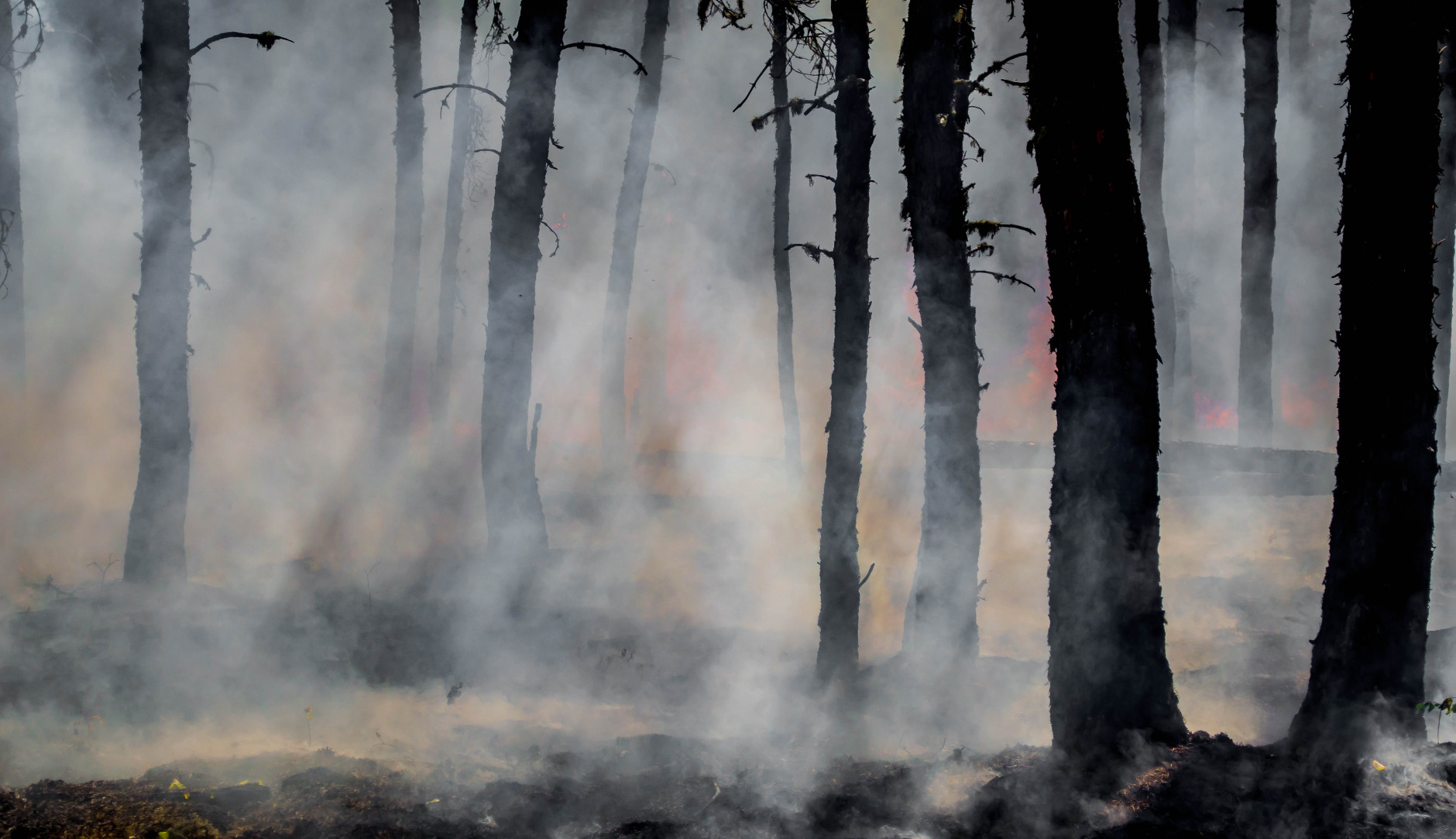 A forest that has been burnt by wildfires