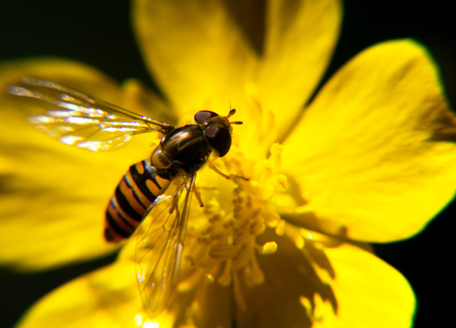 A bumblebee on a flower