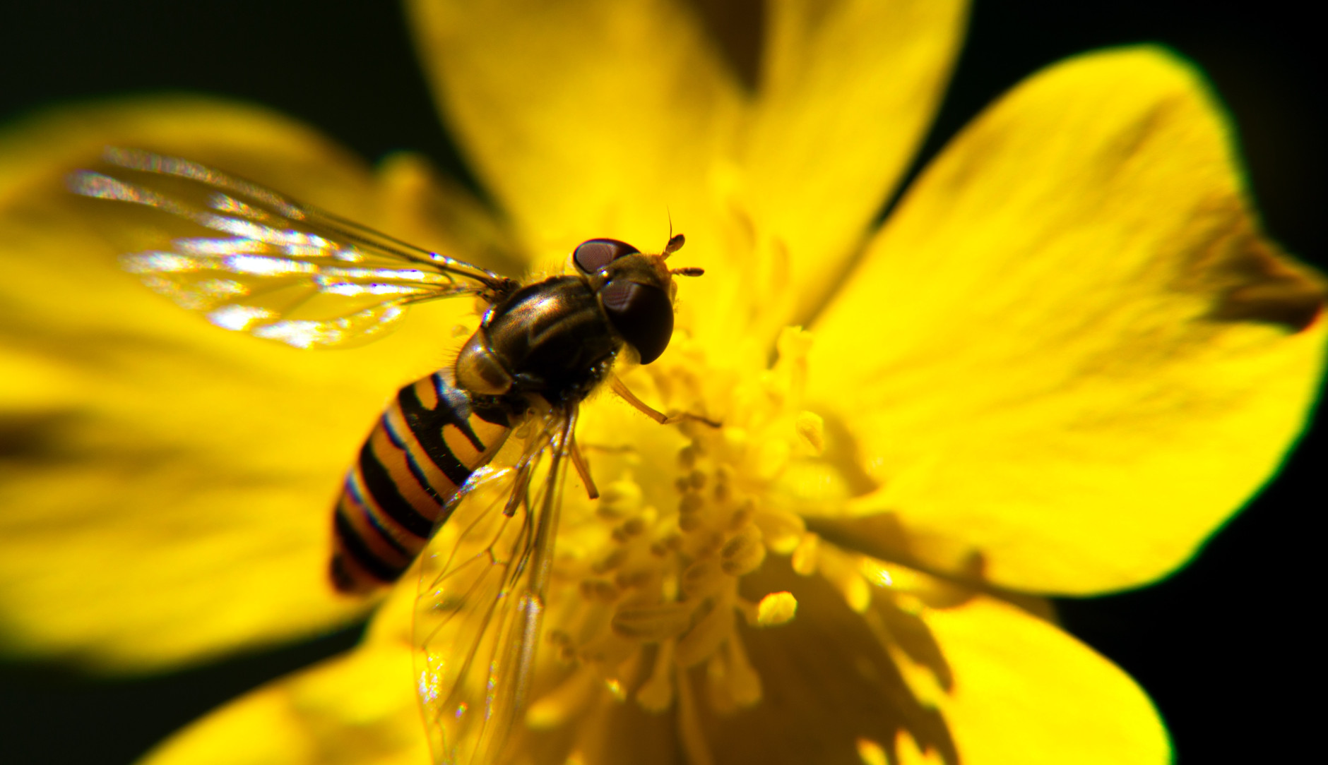 A bumblebee on a flower