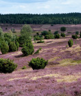 Lower Saxony (Germany)